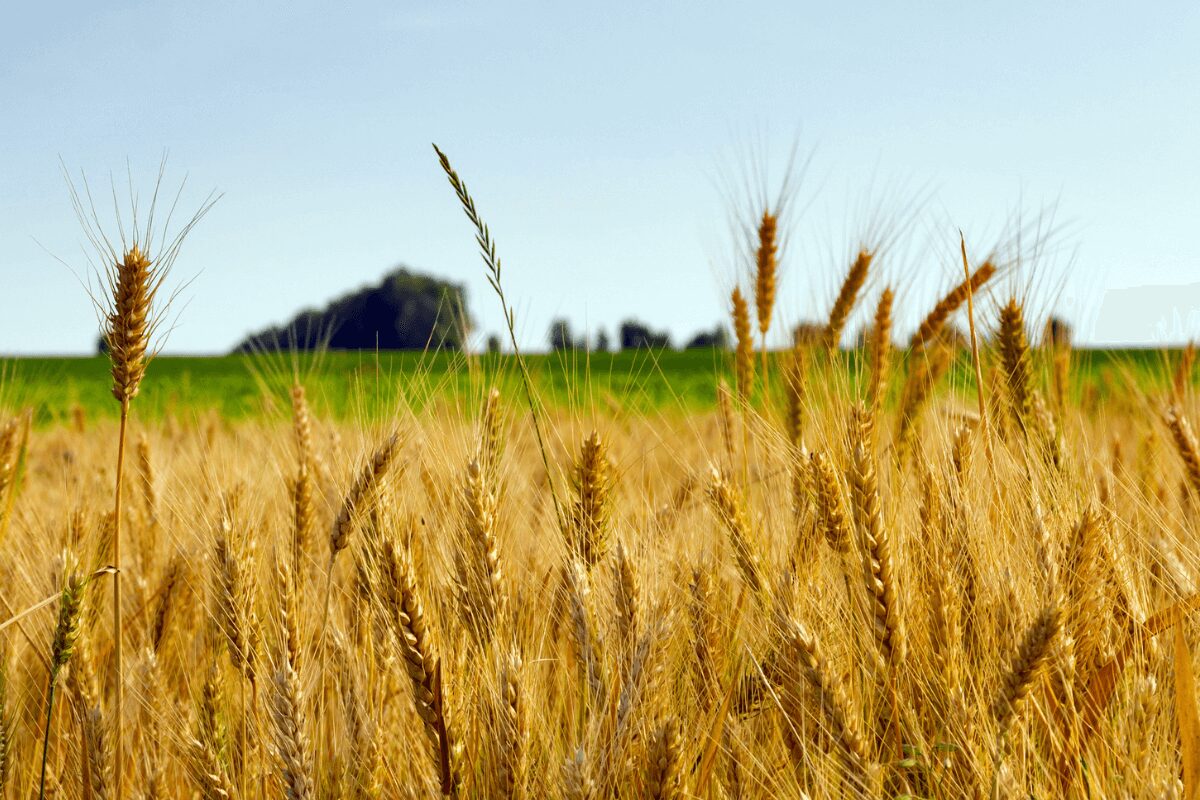 AgriInvest Program Overview - Wheat field image